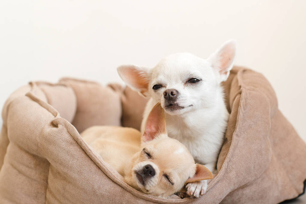 Two lovely, cute and beautiful domestic breed mammal chihuahua p - Fotó, kép