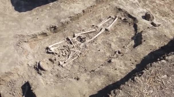 Excavaciones arqueológicas. Restos humanos, huesos de esqueleto y cráneos en la tumba del suelo. - Metraje, vídeo