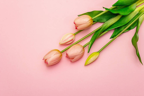 doux bouquet de tulipes isolées sur fond rose clair. Saint-Valentin ou mariage concept romantique, espace de copie, plat, vue de dessus - Photo, image