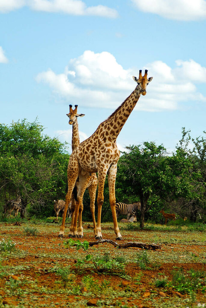Afrykańczycy mama i dziecko żyrafa w Kruger National Park w RPA - Zdjęcie, obraz
