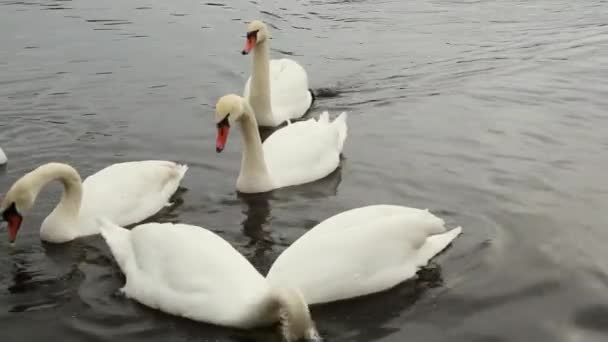 De zwanen voeden zich in het reservoir. Een zwaan kwam en verspreidde iedereen.. - Video