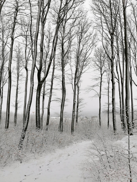 A vertical shot of a snowy forest in winter in Larvik, Norway - Foto, Imagen