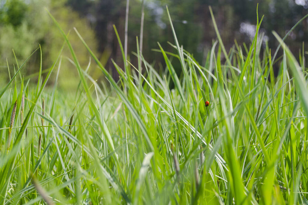 Ярко-зеленая трава на лугу с божьей коровкой на травинке - Фото, изображение