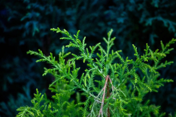 A closeup shot of an evergreen cypress plant broken branch - Fotó, kép