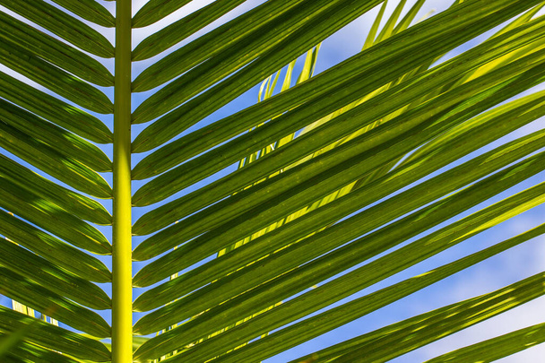 Güneşli bir günde mavi gökyüzüne karşı bir palmiye yaprağı - Fotoğraf, Görsel
