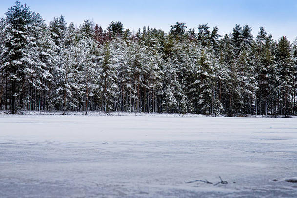 Зимний лес, покрытый снегом - Фото, изображение
