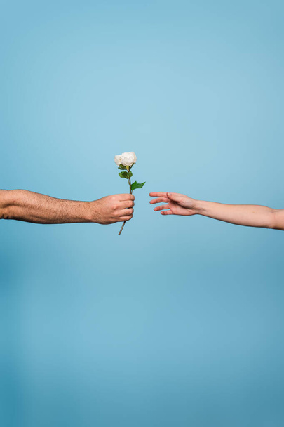 Pystysuora laukaus miehen kädestä, joka antaa valkoisen kukan sinisellä pohjalla olevalle naiselle. - Valokuva, kuva