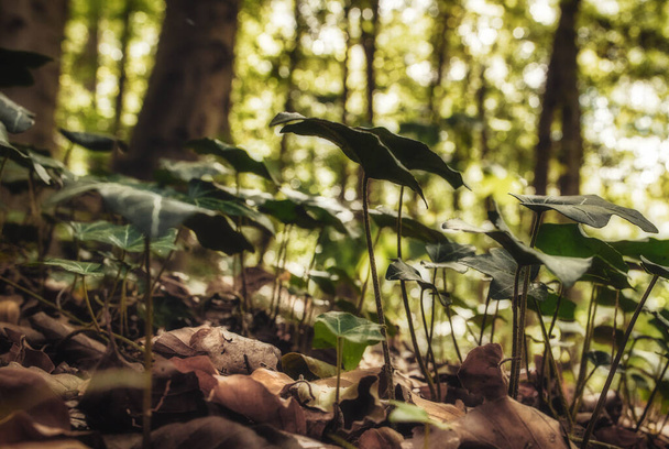 A selective focus shot of ivy plant in a forest - Valokuva, kuva
