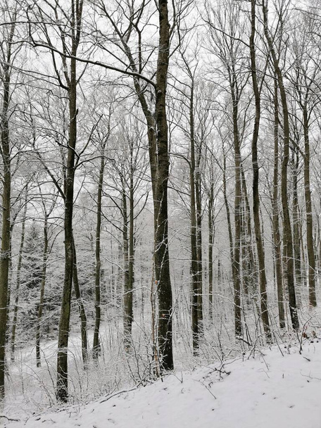 winter forest with snow and snowy trees - Foto, Bild