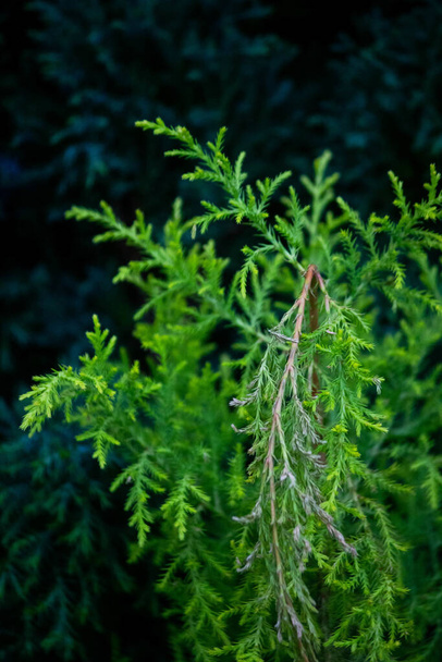 A closeup vertical shot of an evergreen cypress plant broken branch - 写真・画像