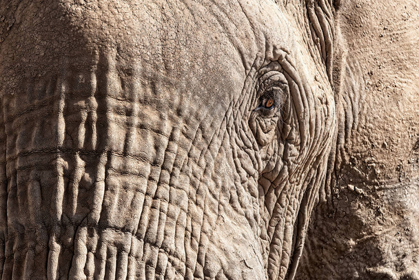 Afrikaanse olifant, loxodonta africana, gezicht van dichtbij toont de bovenste stam, oog en oor, met de huid korst in droge modder om te helpen reguleren lichaamstemperatuur. Nationaal park Amboseli, Kenia - Foto, afbeelding