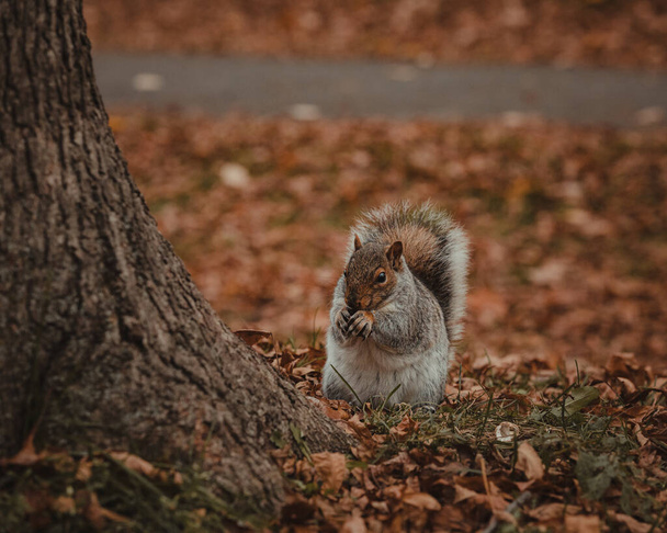 A selective focus closeup of a Squirrel under the tree full of fallen leaves - Photo, image