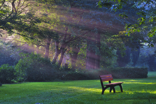 A breathtaking view of a lonely wooden bench in the forest and sunlight coming through the trees - Fotoğraf, Görsel