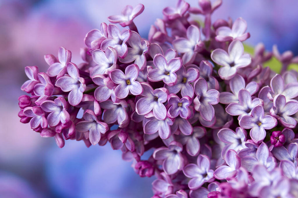 Fiori lilla in fiore. Macro foto - Foto, immagini