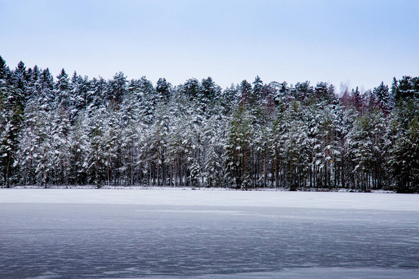 A winter forest covered with snow - Foto, Bild