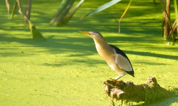 Little bittern, Ixobrychus minutus. The bird sits on a snag in the middle of a pond, which is covered with green algae - Photo, Image
