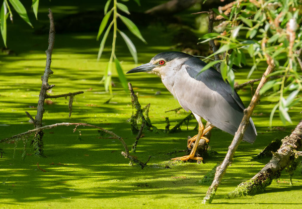 Black-crowned night heron, Nycticorax nycticorax. The bird sits on an old branch above the pond, waiting for prey - Foto, afbeelding