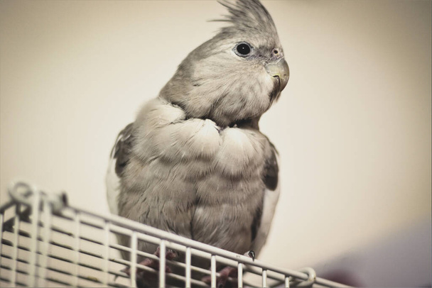 EILAT, ISRAEL - Dec 18, 2020: Portrait of a Silver Cockatiel sitting on an angle of a cage. - Foto, afbeelding