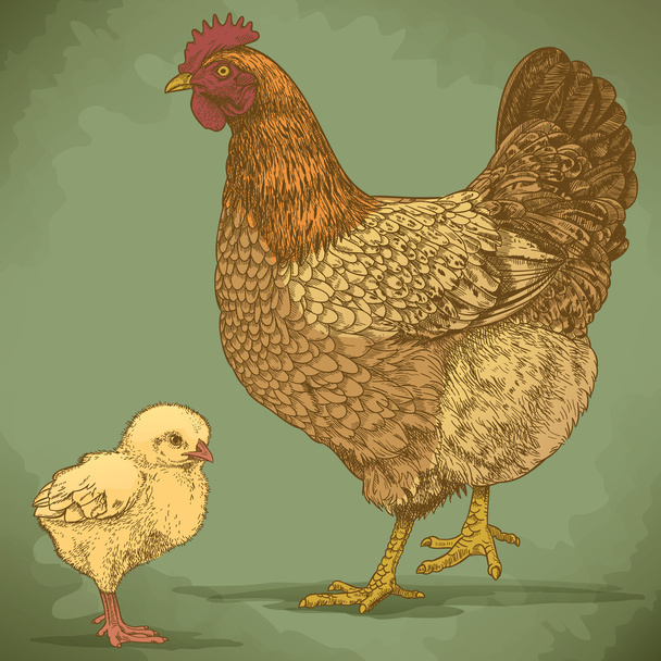 Vector illustration of engraving chicken and chick - Vector, Image