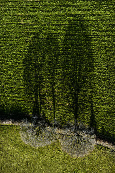 Schaduwen van bomen van zonlicht kant licht maïsmuur Engeland uk van boven antenne drone schot - Foto, afbeelding