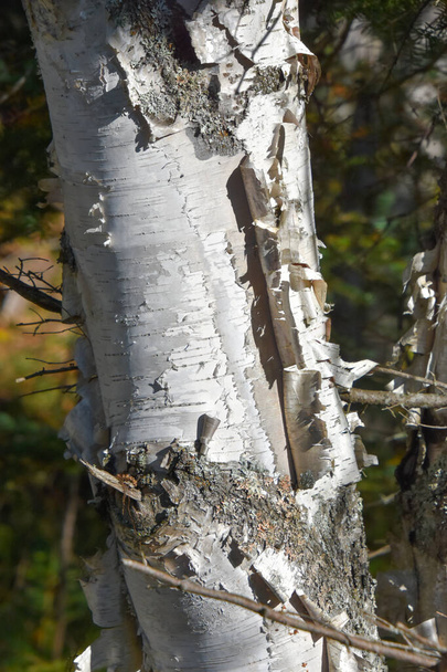 birch trunk in the forest - Photo, image
