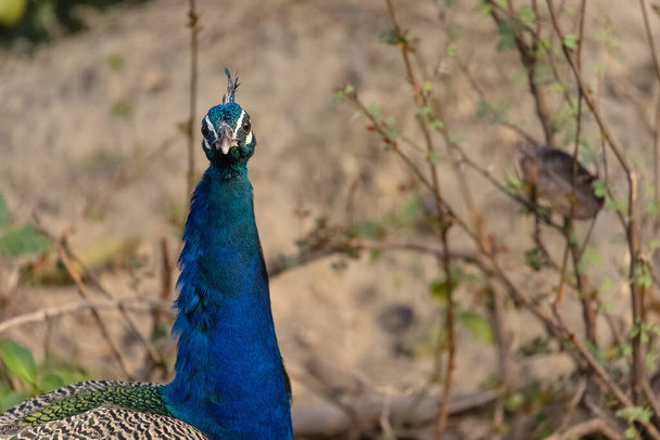 Peafowl indio (Pavo cristatus) en el hábitat natural del bosque. Retrato o primer plano del pavo real. - Foto, imagen