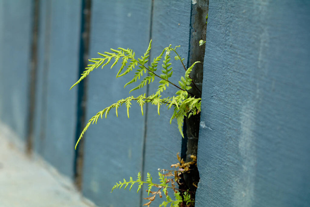 Fern plant or Polypodiopsida in the air hole of a wall, vascular plant - Photo, Image