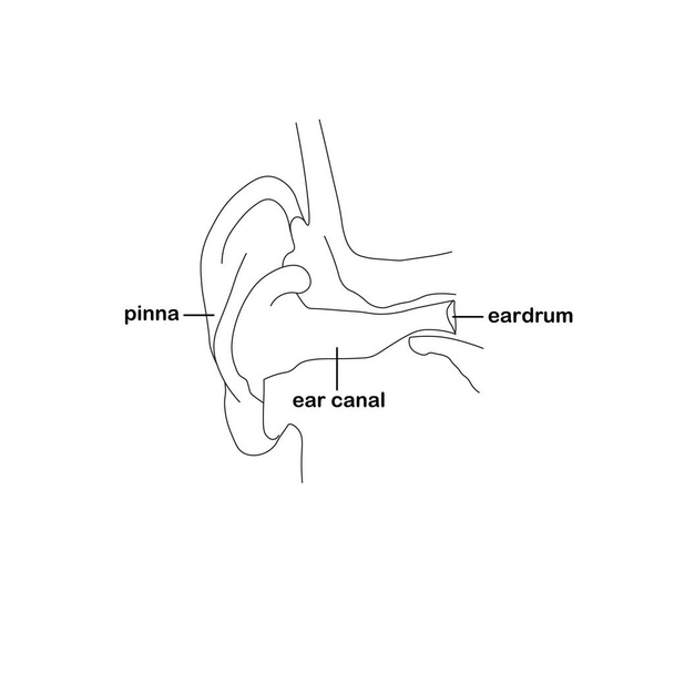Монохромное ухо. Ушной канал ушной раковины ушной раковины очертания искусства дизайн запаса векторной иллюстрации для паутины, для печати - Вектор,изображение