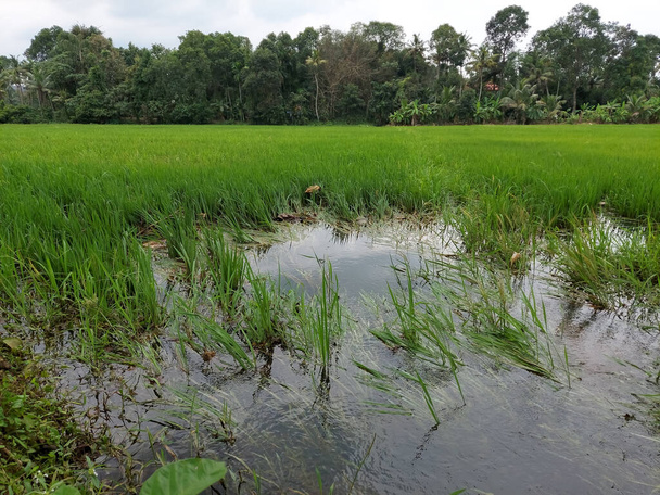 champ de riz inondé et endommagé en raison de fortes pluies - Photo, image