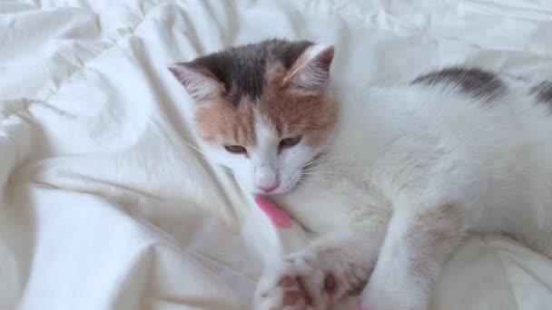 Funny, cute, tree-colored ginger domestic cat playing with pink hearts on white blanket on bed. Veterinary and Internatinal cat day concept. Valentines Day cat. Selective focus. - Footage, Video