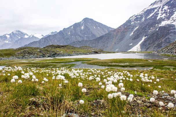 Jezioro wśród zielonej łąki z wysokimi górami w tle i bawełniane kwiaty trawy na pierwszym planie - Zdjęcie, obraz
