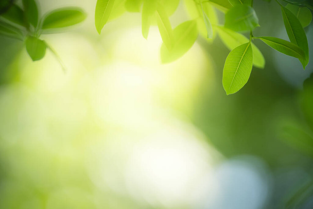 Mooie natuur uitzicht groen blad op wazig groen achtergrond onder zonlicht met bokeh en kopieer ruimte met behulp van als achtergrond natuurlijke planten landschap, ecologie wallpaper concept. - Foto, afbeelding
