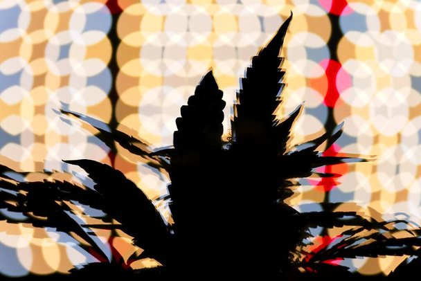 Brote de cannabis y hojas destrozadas por el efecto óptico contra muchas pequeñas luces led en el panel de cultivo en el fondo. - Foto, imagen