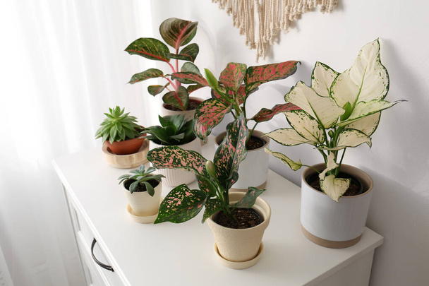 Exotic houseplants with beautiful leaves on chest of drawers at home - Foto, imagen