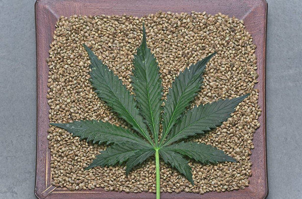 Folha de cannabis verde grande agradável deitado em sementes de cannabis comestível. - Foto, Imagem