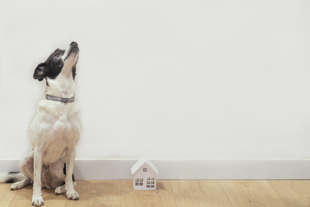 Foto de perro dulce y pequeña casa de madera blanca. Adopción y concepto de mascota. - Foto, Imagen