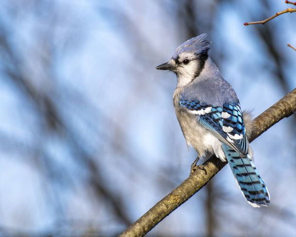 Perched Blue Jay on a tree branch in the woods. - Photo, Image