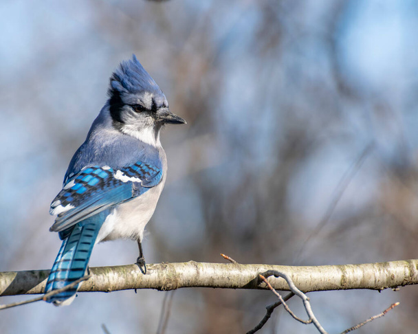 Perched Blue Jay on a tree branch in the woods. - Photo, Image