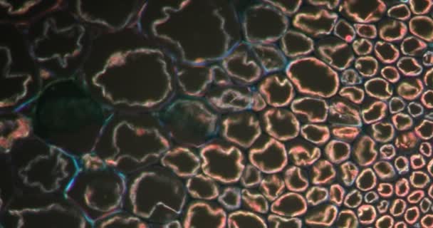 Ramita de helecho en tejido Darkfield bajo el microscopio 200x - Imágenes, Vídeo