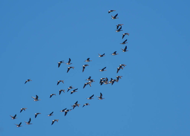 Ein Schwarm Wildgänse fliegt in den Himmel. Vogelschutz. - Foto, Bild