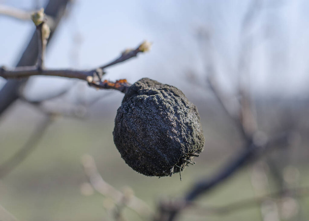 Mumifizierte Birnenfrüchte am Baum im Frühjahr. Die Fruchtpflanzenkrankheiten. Insektiziddüngung von Früchten. - Foto, Bild