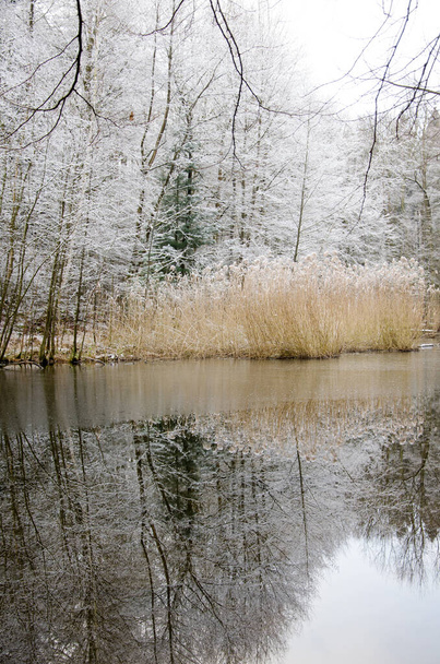Foresty winter lake or pond in the woods. Trees reflections. Snow covered woods background. Tall trees, firs in woods stand under deep layer of snow in winter. - Photo, Image