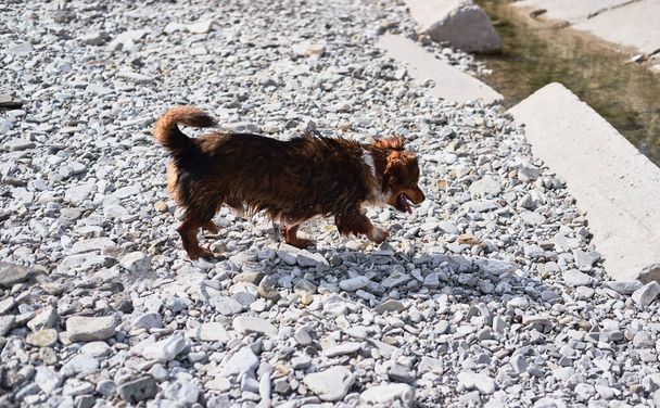 Cute little brown fluffy puppy walks, sniffs all around and breathes fresh air in nature. Walking with mongrel dog of small stature and size. - Foto, immagini