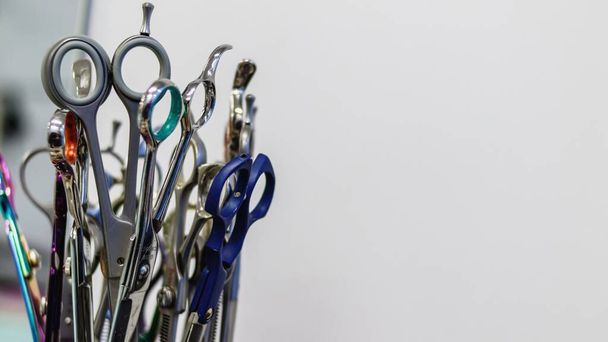 Collection of professional scissors in grooming salon and pet spa - 写真・画像