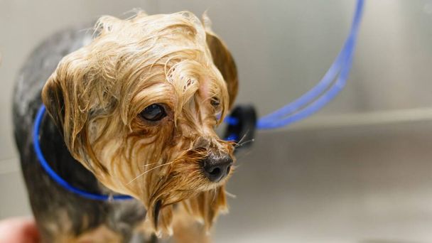 Hond wassen in bad op grooming salon en huisdier spa - Foto, afbeelding