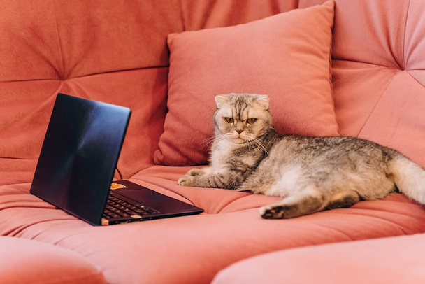 солнечное утро, пушистый кот лежит в комнате на розовом мягком диване и смотрит на ноутбук, концепция удаленной работы, смотреть кино, отпуск и карантин - Фото, изображение