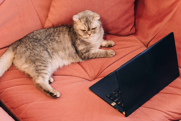 Güneşli bir sabah, tüylü kedi pembe yumuşak bir kanepede yatar ve dizüstü bilgisayara bakar, uzaktan çalışma, film izleme, tatil ve karantina kavramına. - Fotoğraf, Görsel