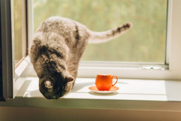 napos reggel, bolyhos macska sétál az ablakpárkányon, egy kis narancsos csésze van az ablakpárkányon - Fotó, kép