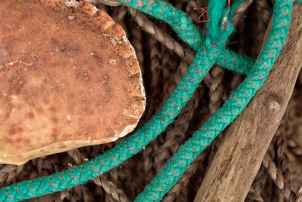 Κενό καβούρι κέλυφος σε παλιό φθαρμένο σχοινί αλιείας στη θάλασσα - Φωτογραφία, εικόνα