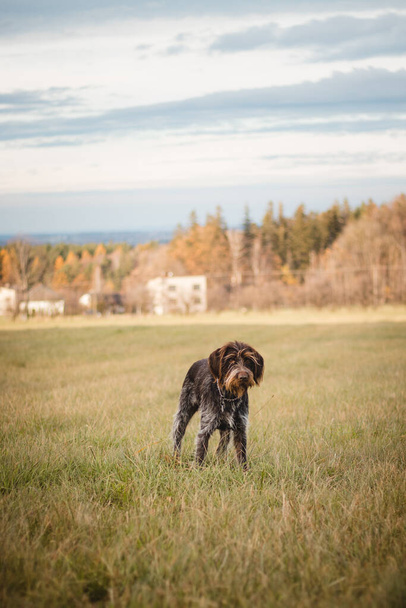 男の最も忠実な友人、チェコの品種の犬の肖像セットセイルシャンパンとアンティークの白い色調の分野でラフコーティングされたボヘミアンポインタ。信号待ち. - 写真・画像